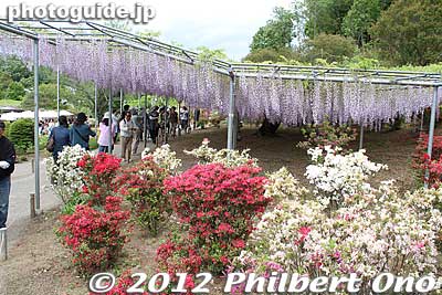 Yet another large wisteria trellis, called Purple Wisteria Trellis. むらさき藤棚
Keywords: tochigi ashikaga flower park wisteria flowers garden azalea