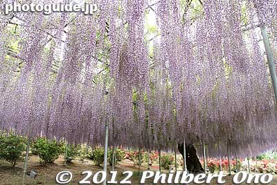 Purple Wisteria Trellis. むらさき藤棚
Keywords: tochigi ashikaga flower park wisteria flowers garden azalea