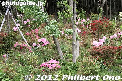 Rhododendron
Keywords: tochigi ashikaga flower park wisteria flowers garden