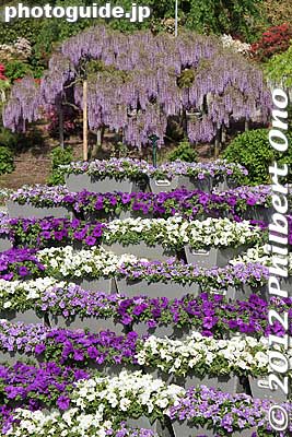 Keywords: tochigi ashikaga flower park wisteria japanflower garden