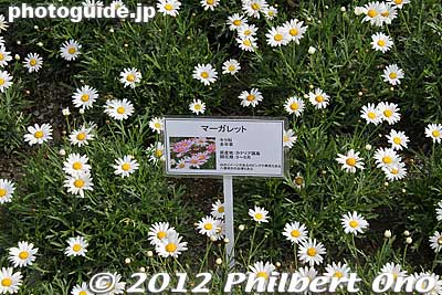 Margaret
Keywords: tochigi ashikaga flower park wisteria flowers garden