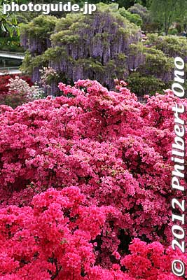 Keywords: tochigi ashikaga flower park wisteria japanflowers garden