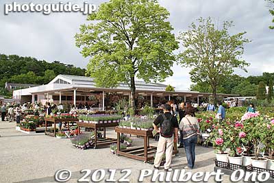 The flower park also sells potted plants including wisteria.
Keywords: tochigi ashikaga flower park wisteria flowers garden