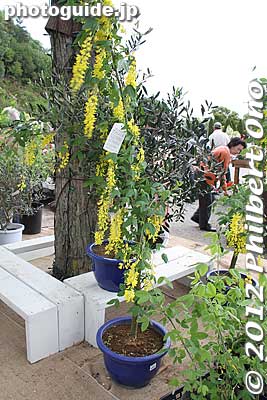 Yellow wisteria selling for 4,000 yen.
Keywords: tochigi ashikaga flower park wisteria flowers garden