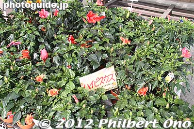 Hibiscus too.
Keywords: tochigi ashikaga flower park wisteria flowers garden