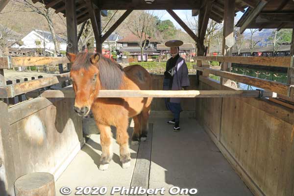 Small horse (live). Pay ¥200 to get carrots to feed the horse.
Keywords: tochigi Edo Wonderland Nikko Edomura