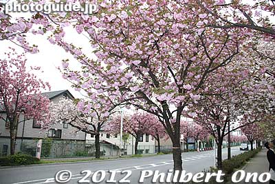 The road leading to Toshi Nogyo Koen Park is lined with many cherry blossom trees.
Keywords: Tokyo Adachi-ku Toshi Nogyo koen Park goshiki sakura cherry blossoms matsuri festival flowers