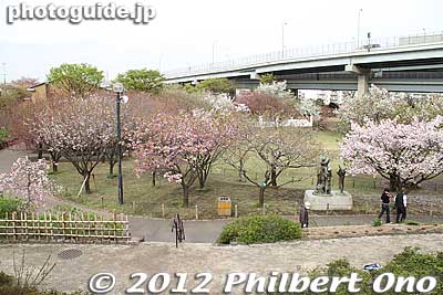 These trees were planted here 30 years ago from American saplings taken from cherry trees which originally came from Adachi Ward in 1912. They are called "homecoming trees" (里帰りの桜).
Keywords: Tokyo Adachi-ku Toshi Nogyo koen Park goshiki sakura cherry blossoms matsuri festival flowers