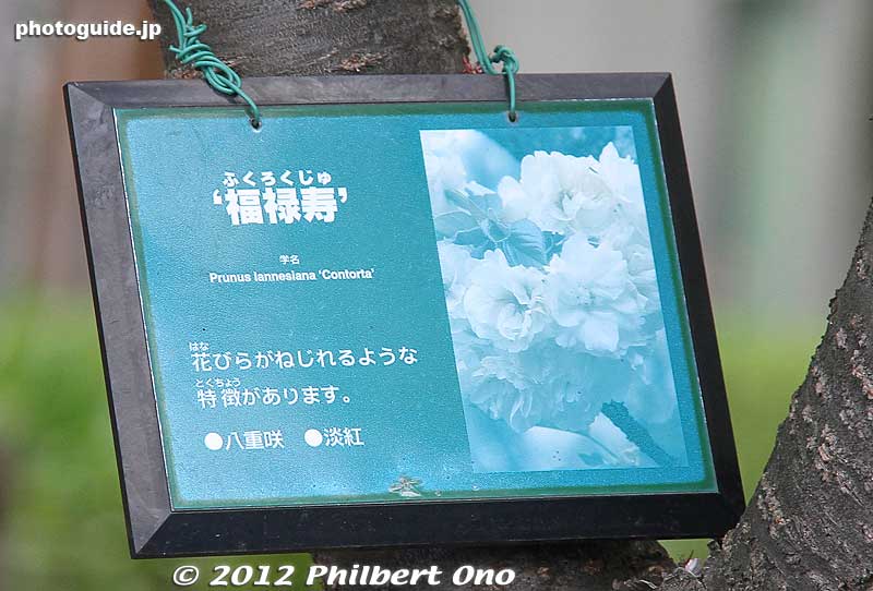 The tag identifies the tree/flowers in the photos it follows.
Keywords: Tokyo Adachi-ku Toshi Nogyo koen Park goshiki sakura cherry blossoms matsuri festival flowers