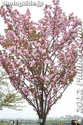 Keywords: Tokyo Adachi-ku Toshi Nogyo koen Park goshiki sakura cherry blossoms matsuri festival flowers