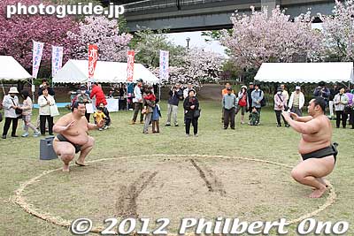 Keywords: Tokyo Adachi-ku Toshi Nogyo koen Park goshiki sakura cherry blossoms matsuri festival flowers sumo wrestlers