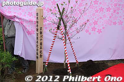 Dogwood tree sapling planted.
Keywords: Tokyo Adachi-ku Toshi Nogyo koen Park sakura cherry blossoms centennial flowers us-japan