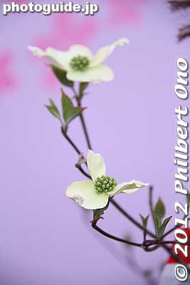Dogwood flower from a tree given by America as a return gift for the cherry trees in 1912. (ハナミズキ). 
Keywords: Tokyo Adachi-ku Toshi Nogyo koen Park sakura cherry blossoms centennial flowers us-japan