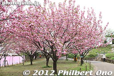 These cherry trees are from America. The park has 29 species of cherry blossoms. Most of them, like these Kanzan trees, bloom later than the Somei Yoshino trees.
Keywords: Tokyo Adachi-ku Toshi Nogyo koen Park sakura cherry blossoms centennial flowers us-japan