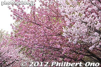 Keywords: Tokyo Adachi-ku Toshi Nogyo koen Park sakura cherry blossoms centennial flowers us-japan