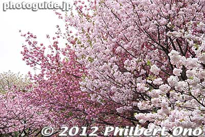 Keywords: Tokyo Adachi-ku Toshi Nogyo koen Park sakura cherry blossoms centennial flowers us-japan japanflower