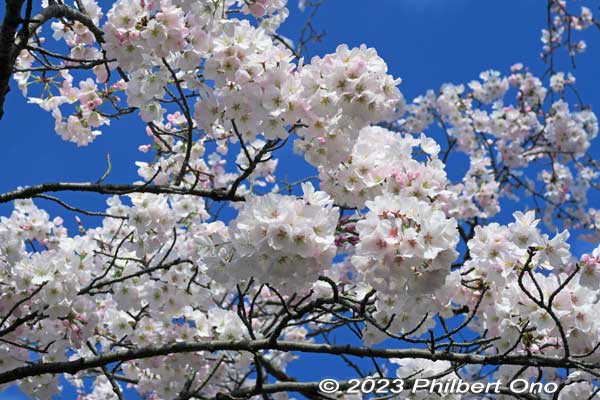 "America" Somei-Yoshino cherry trees from America at the park when in bloom. This was in late March.
Keywords: Tokyo Adachi-ku Toshi Nogyo koen Park sakura cherry blossoms