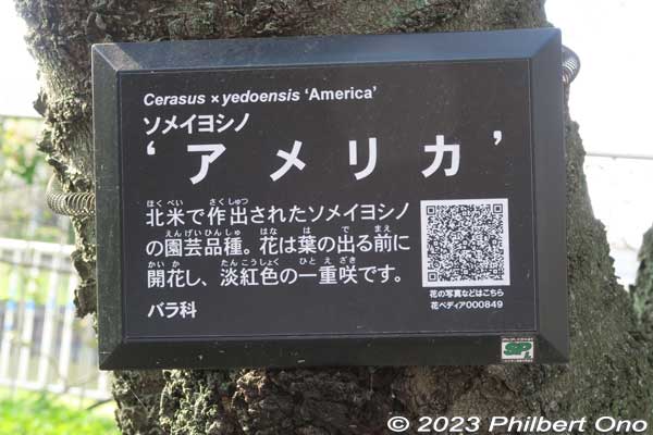 ID tag for "America" Somei-Yoshino cherry tree from America at the park. It now has a QR code linking to a Japanese webpage explaining the species.
Keywords: Tokyo Adachi-ku Toshi Nogyo koen Park sakura cherry blossoms