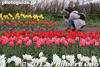 Keywords: Tokyo Adachi-ku Toshi Nogyo koen Park sakura cherry blossoms centennial flowers us-japan tulips arakawa river