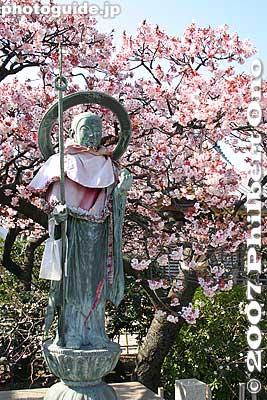Winter-flowering cherry blossoms 寒桜
Keywords: tokyo adachi-ku ward nishi-arai daishi temple shingon sect Buddhist temple flowers