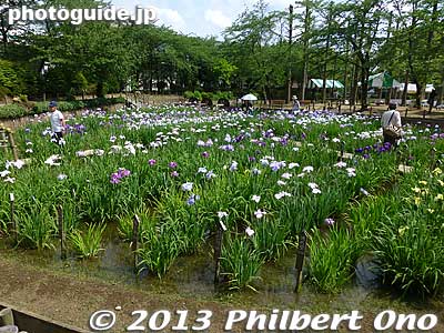 The first patch of irises.
Keywords: tokyo adachi shobunuma park irises flowers