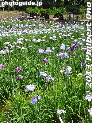 I went before the weekend so it's not so crowded.
Keywords: tokyo adachi shobunuma park irises flowers