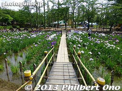 Keywords: tokyo adachi shobunuma park irises flowers