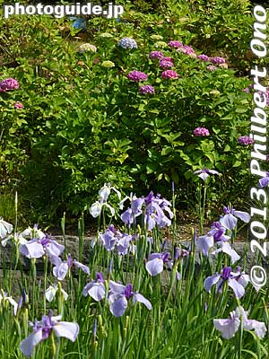 The irises are accented by some hydrangea at Shobu-numa Park, Adachi, Tokyo.
Keywords: tokyo adachi shobunuma park irises flowers japannatsu