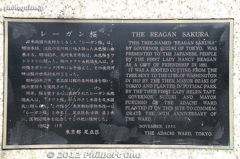 Bilingual plaque on the monument marking the planting of the Reagan Sakura.
Keywords: tokyo adachi-ku toneri park sakura cherry blossoms flowers matsuri festival japanflower