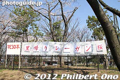 Banner to mark the 30th anniversary of the planting of the Reagan Sakura.
Keywords: tokyo adachi-ku toneri park sakura cherry blossoms flowers matsuri festival