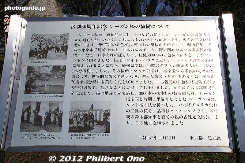 About the Reagan Sakura in Japanese. Lower left is a photo of Nancy Reagan giving the sapling at the White House. To the right is a photo of the planting by the Tokyo Governor and Adachi Ward mayor in 1982.
Keywords: tokyo adachi-ku toneri park sakura cherry blossoms flowers matsuri festival