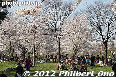 Keywords: tokyo adachi-ku toneri park sakura cherry blossoms flowers matsuri festival