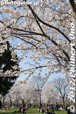 Keywords: tokyo adachi-ku toneri park sakura cherry blossoms flowers matsuri festival