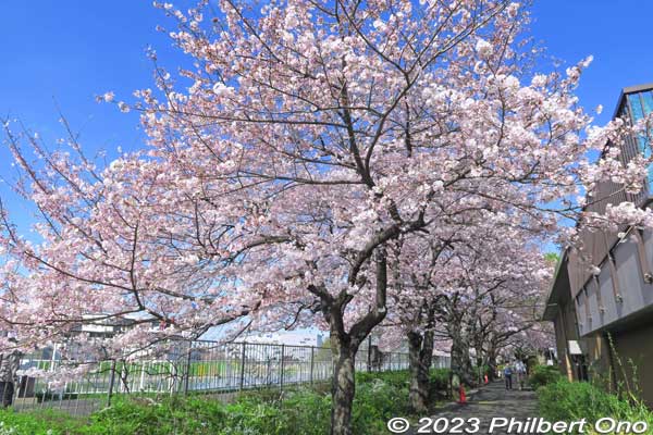 The most prominent cherry blossoms from Washington, DC are the Somei-Yoshino cherry blossoms named "America." They bloom in late March along Shin-Shibakawa River.
Keywords: Tokyo Adachi-ku Toshi Nogyo koen Adachi City Urban Agricultural Park America sakura cherry blossoms flowers