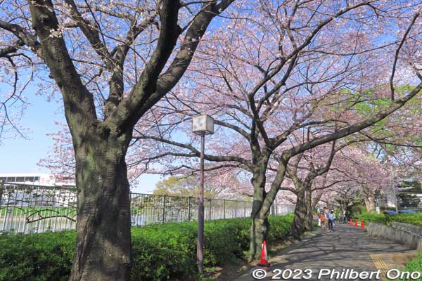 I visited one or two days before peak bloom, so they don't look as fluffy or full. The weather forecast was for cloudy or rainy skies after this day.
Keywords: Tokyo Adachi-ku Toshi Nogyo koen Adachi City Urban Agricultural Park America sakura cherry blossoms flowers