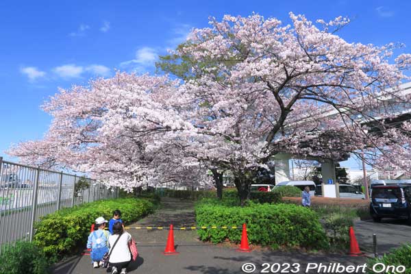 This was one in full bloom.
Keywords: Tokyo Adachi-ku Toshi Nogyo koen Adachi City Urban Agricultural Park America sakura cherry blossoms flowers