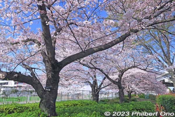 "America" cherry trees in Adachi, Tokyo.
Keywords: Tokyo Adachi-ku Toshi Nogyo koen Adachi City Urban Agricultural Park America sakura cherry blossoms flowers