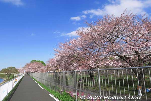 "America" Somei-Yoshino cherry blossoms decorated the Shin-Shibakawa riverbank from here. They were in parallel with a riverside walking/cycling path on the left.
Keywords: Tokyo Adachi-ku Toshi Nogyo koen Adachi City Urban Agricultural Park America sakura cherry blossoms flowers
