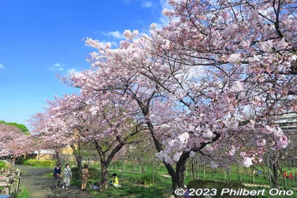These were still one or two days before peak bloom.
Keywords: Tokyo Adachi-ku Toshi Nogyo koen Adachi City Urban Agricultural Park America sakura cherry blossoms flowers