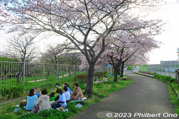 Hanami picnic under the America cherry blossoms. Feeling the Spirit of America.
Keywords: Tokyo Adachi-ku Toshi Nogyo koen Adachi City Urban Agricultural Park America sakura cherry blossoms flowers