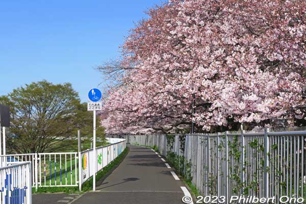 A long cycling path goes along Shin-Shibakawa River and the America cherry blossoms.
Keywords: Tokyo Adachi-ku Toshi Nogyo koen Adachi City Urban Agricultural Park America sakura cherry blossoms flowers