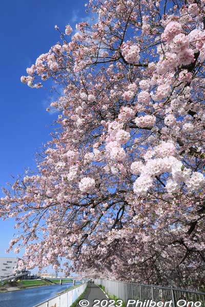 Keywords: Tokyo Adachi-ku Toshi Nogyo koen Adachi City Urban Agricultural Park America sakura cherry blossoms flowers