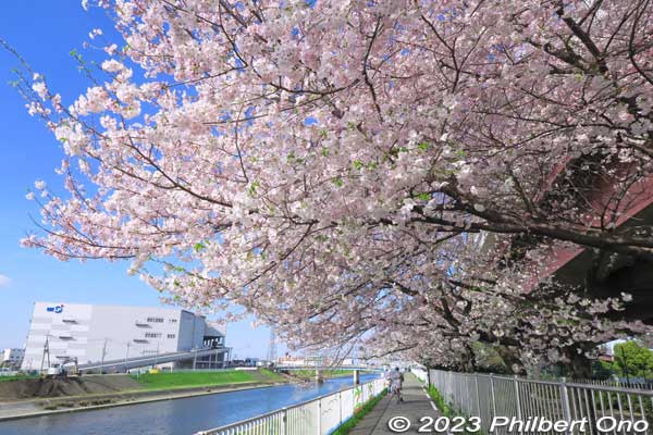 Keywords: Tokyo Adachi-ku Toshi Nogyo koen Adachi City Urban Agricultural Park America sakura cherry blossoms flowers