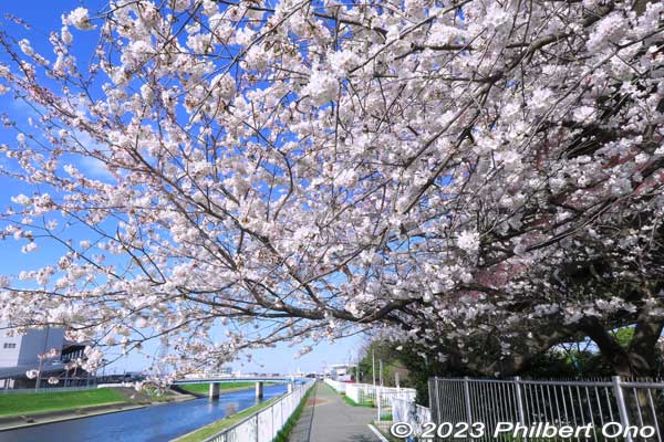 This is the end of the "America" Somei-Yoshino cherry blossoms.
Keywords: Tokyo Adachi-ku Toshi Nogyo koen Adachi City Urban Agricultural Park America sakura cherry blossoms flowers