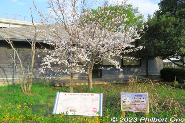 The park also has this Reagan Sakura cherry tree planted here in April 2012 to mark the centennial of Tokyo gifting cherry trees from Adachi Ward to the US in 1912.
This tree came from the original "Reagan Sakura" cherry tree planted in Nov. 1982 from a sapling given to Japan by Nancy Reagan in 1981. The sapling came from the original cherry tree planted in Washington, DC's Tidal Basin by Mrs. Helen Taft, the wife of President Willian Taft, in 1912.
Keywords: Tokyo Adachi-ku Toshi Nogyo koen Agriculture Park goshiki sakura cherry blossoms flowers