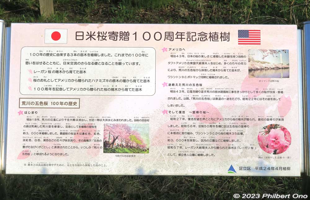 About Adachi Ward's Japan-US Cherry Blossom connection and centennial in 2012.
Keywords: Tokyo Adachi-ku Toshi Nogyo koen Agriculture Park goshiki sakura cherry blossoms flowers