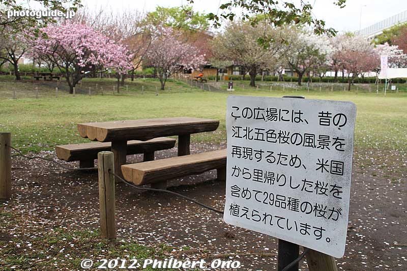 These cherry trees are from America. The park has 29 species of cherry blossoms. Most of them, like these Kanzan trees, bloom later than the Somei Yoshino trees.
Keywords: Tokyo Adachi-ku Toshi Nogyo koen Park goshiki sakura cherry blossoms flowers
