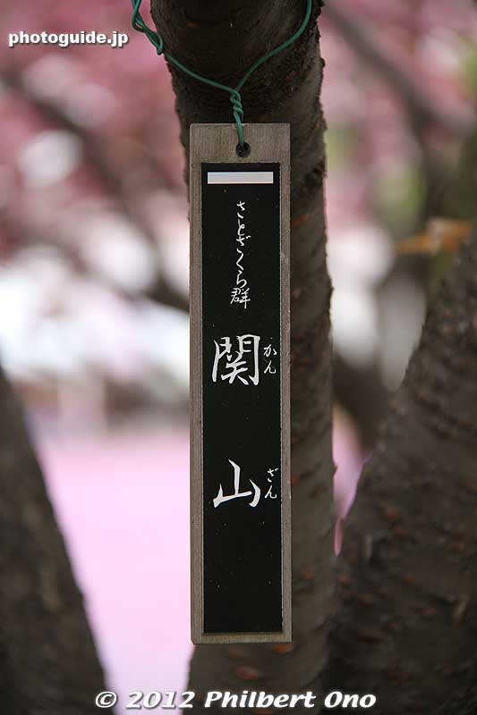 All the cherry trees have a tag or sign indicating the species. In this album, the photo of the tree tag/sign follow the tree or flowers that it indicates.
Keywords: Tokyo Adachi-ku Toshi Nogyo koen Park goshiki sakura cherry blossoms flowers