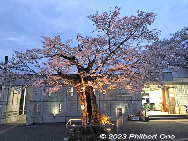 Yasube'e Sakura cherry blossom tree in front of JR Musashi-Masuko Station. The station building was rebuilt in March 2011.
Keywords: Tokyo Akiruno Musashi-Masuko Yasubee sakura cherry blossoms