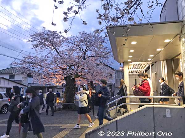 Yasube'e cherry blossoms have been welcoming local residents returning home by train for almost 100 years at JR Musashi-Masuko Station.
Keywords: Tokyo Akiruno Musashi-Masuko Yasubee sakura cherry blossoms